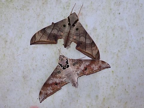 Dark-Based Gliding Hawkmoth - Ambulyx substrigilis Observation on the Top Hawkmoth.
The Bottom Hawkmoth is Ambulyx canescens Ambulyx substrigilis,Dark-based gliding hawkmoth