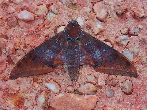 Hawkmoth - Ambulyx moorei  Ambulyx moorei,Cinnamon Gliding Hawkmoth,Hawkmoth,Malaysia,Moth,Sabah
