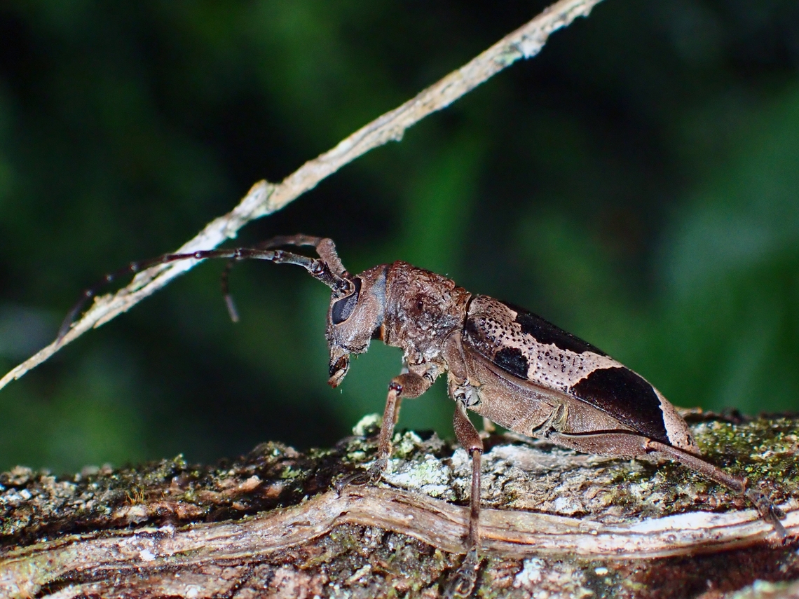 Longhorn Beetle - Epicedia trimaculata  Epicedia trimaculata,Longhorn Beetle,Malaysia,Sabah