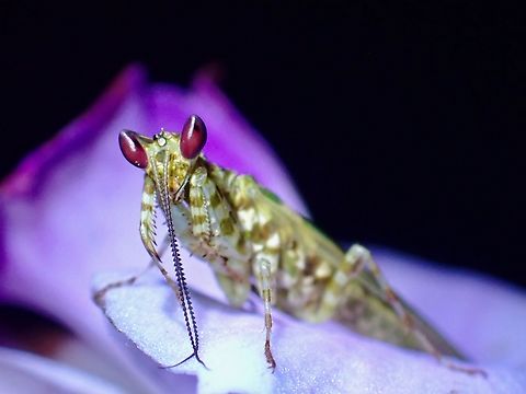 Red Eyes!  Creobroter labuanae,Malaysia,Mantis,Praying Mantis,Sabah