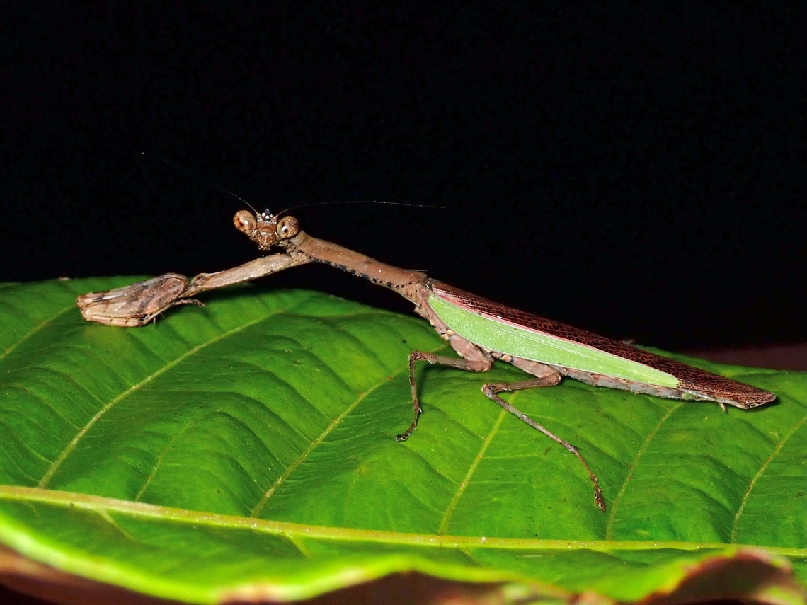 Whatcha looking at? It is always a pleasant surprise to realised a &#039;commonly looking&#039; species turns out to be a rarely seen species :D Flower Mantis,Malaysia,Mantis,Praying Mantis,Rhomantis moultoni,Sabah
