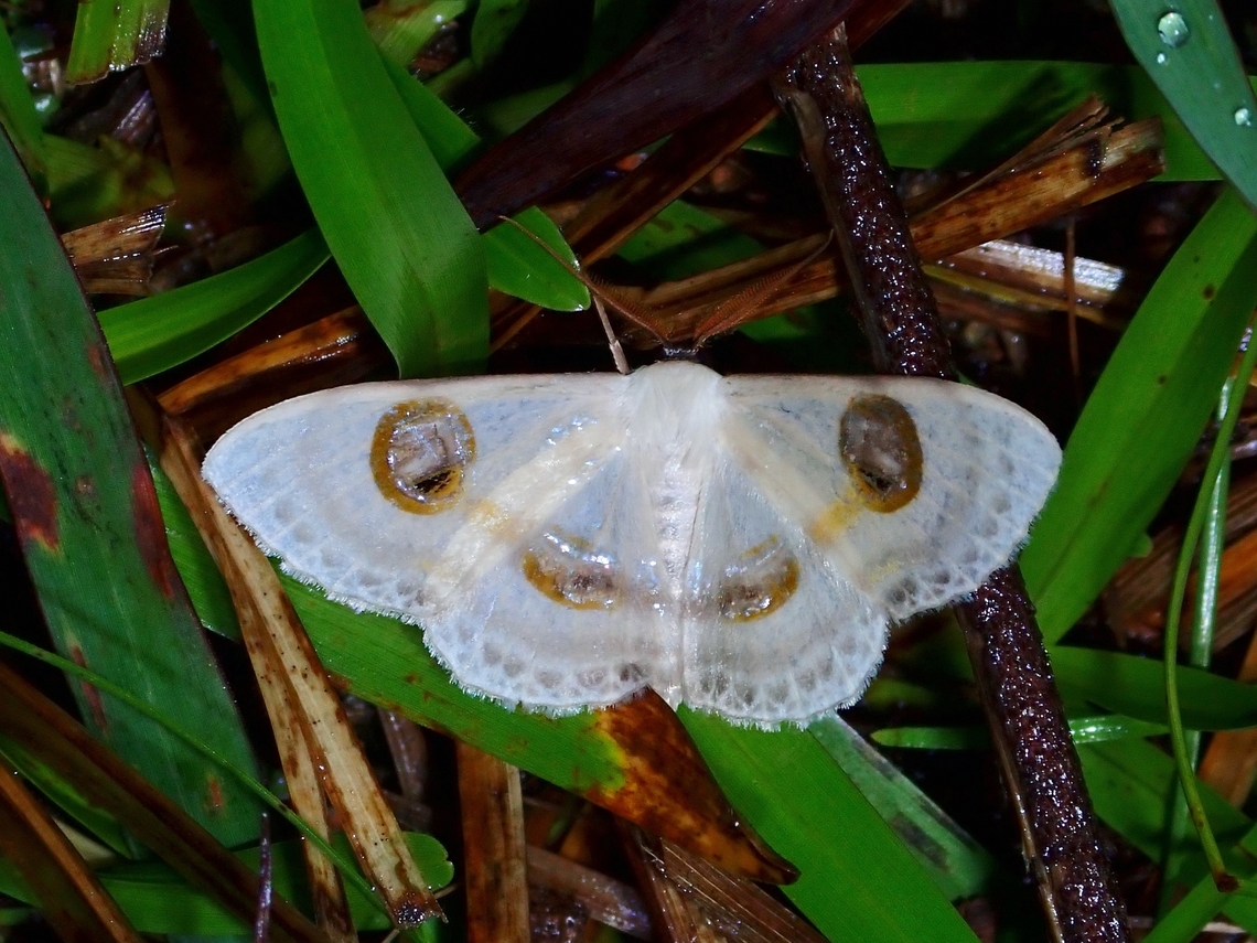 Moth - Problepsis borneamagna  Malaysia,Moth,Problepsis borneamagna,Sabah