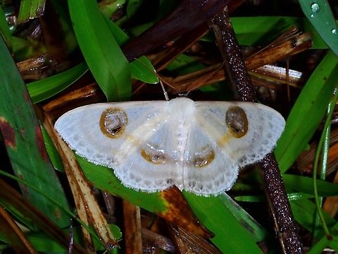 Moth - Problepsis borneamagna  Malaysia,Moth,Problepsis borneamagna,Sabah
