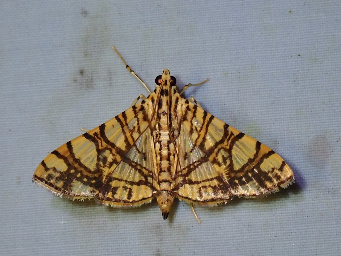 Jack Fruit Borer - Glyphodes caesalis  Glyphodes caesalis,Jack Fruit Borer,Malaysia,Moth,Sabah