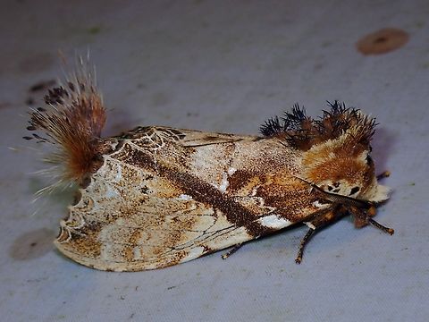 Prominent Moth - Dudusa synopla  Dudusa synopla,Malaysia,Moth,Prominent Moth,Sabah