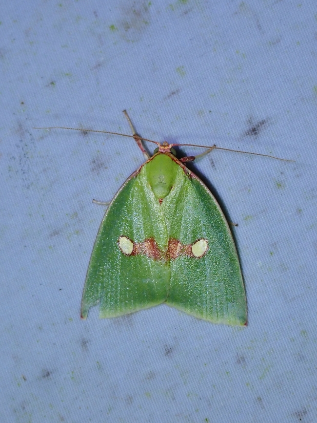 Moth - Tyana marina  Malaysia,Moth,Sabah,Tyana marina