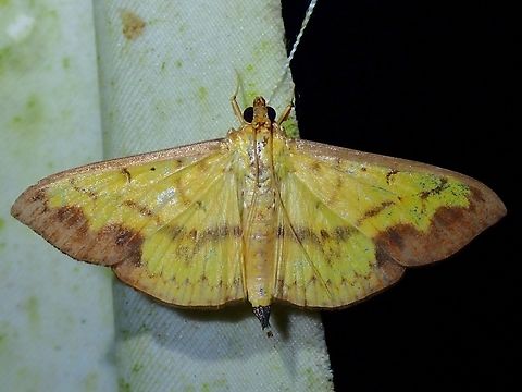Pearl Moth - Meroctena tullalis  Malaysia,Meroctena tullalis,Moth,Pearl Moth,Sabah