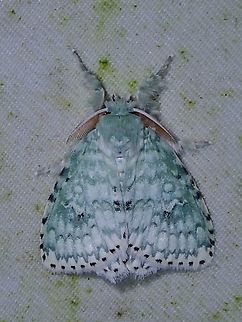 Tussock Moth - Dura pseudalba  Dura pseudalba,Malaysia,Moth,Sabah,Tussock Moth