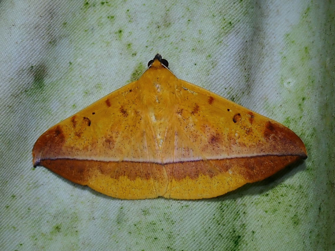 Moth - Hamodes lutea  Hamodes lutea,Malaysia,Moth,Sabah
