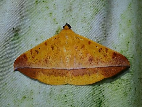 Moth - Hamodes lutea  Hamodes lutea,Malaysia,Moth,Sabah