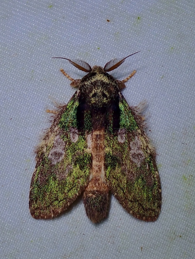 Prominent Moth - Syntypistis charistera fraseriana  Malaysia,Moth,Prominent Moth,Sabah,Syntypistis charistera fraseriana