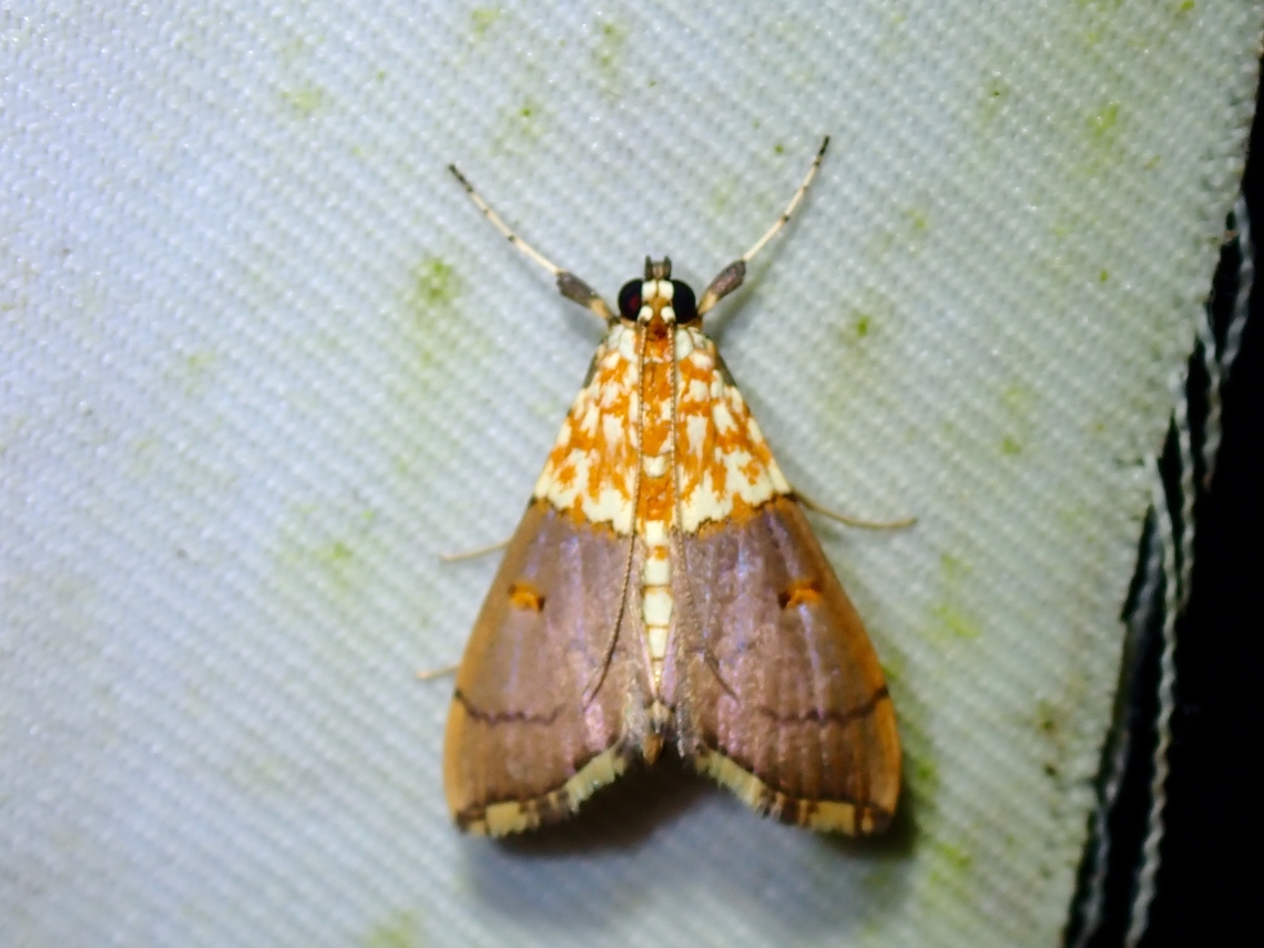 Moth - Agrotera basinotata  Agrotera basinotata,Malaysia,Moth,Sabah