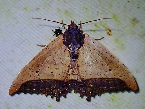 Moth - Pterocyclophora ridleyi  Malaysia,Moth,Pterocyclophora ridleyi,Sabah