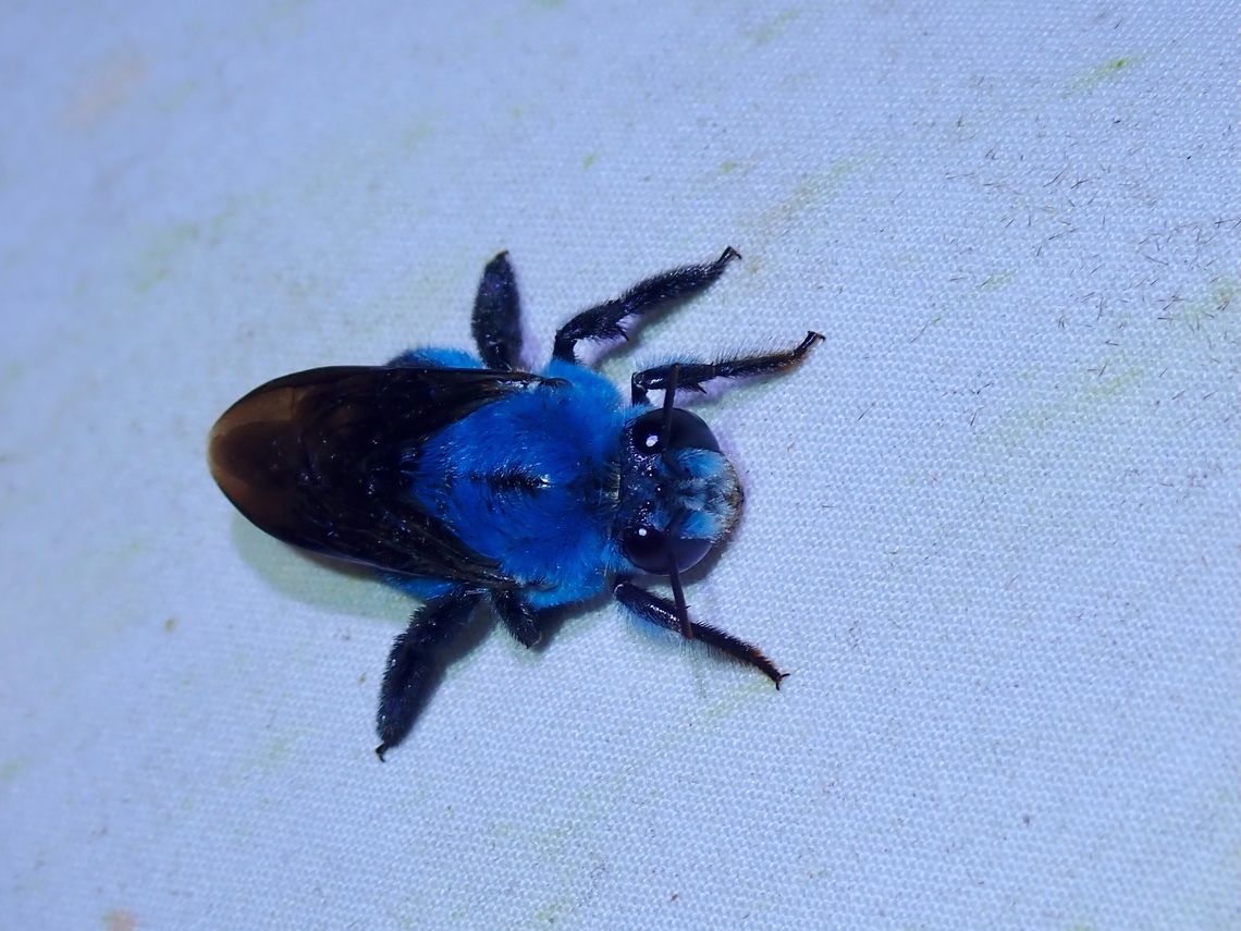 Carpenter Bee - Xylocopa insularis  Bee,Carpenter Bee,Malaysia,Sabah,Xylocopa insularis