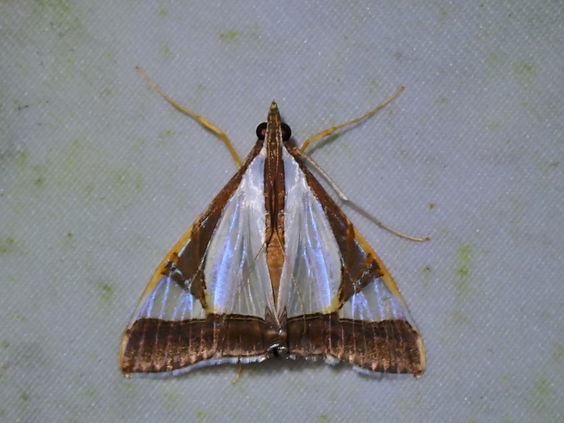 Moth - Agrioglypta eurytusalis  Agrioglypta eurytusalis,Malaysia,Moth,Sabah