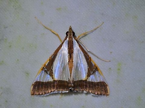 Moth - Agrioglypta eurytusalis  Agrioglypta eurytusalis,Malaysia,Moth,Sabah
