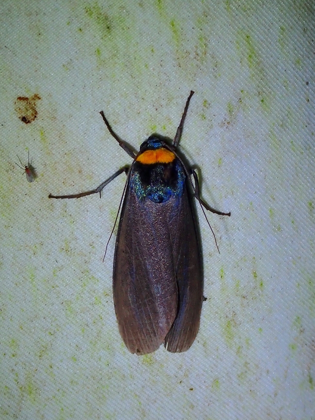 Lichen Moth - Macrobrochis staudingeri  Lichen Moth,Malaysia,Moth,Paraona staudingeri,Sabah