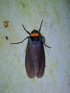 Lichen Moth - Macrobrochis staudingeri  Lichen Moth,Malaysia,Moth,Paraona staudingeri,Sabah