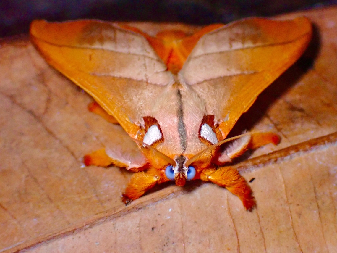 Blue-Eyed Cutie!  Mahanta quadrilinea,Malaysia,Moth,Sabah,Stinging Slug Moth