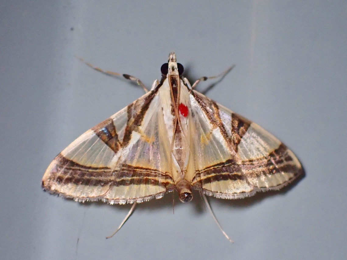 Pearl Moth - Agrioglypta naralis  Agrioglypta naralis,Malaysia,Moth,Pearl Moth,Sabah