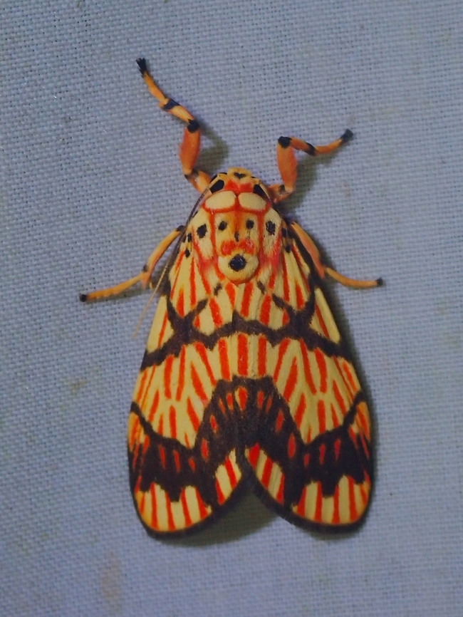Lichen Moth - Barsine euprepia  Barsine euprepia,Lichen Moth,Malaysia,Moth,Sabah