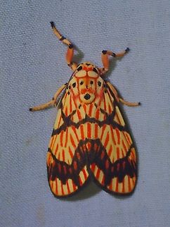 Lichen Moth - Barsine euprepia  Barsine euprepia,Lichen Moth,Malaysia,Moth,Sabah