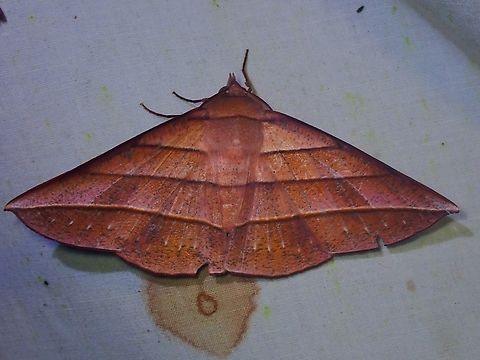 Moth - Sarcinodes reductatus  Malaysia,Moth,Sabah,Sarcinodes reductatus
