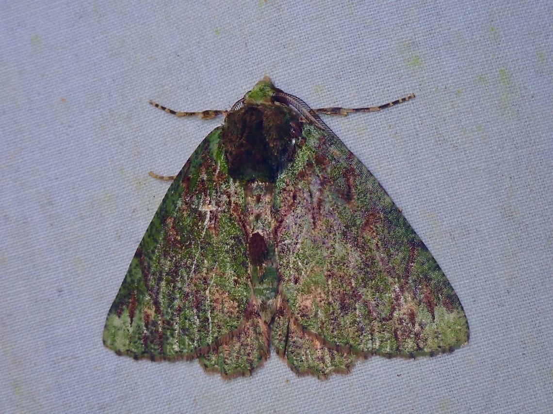 Moth - Dindica alaopis  Dindica alaopis,Malaysia,Moth,Sabah