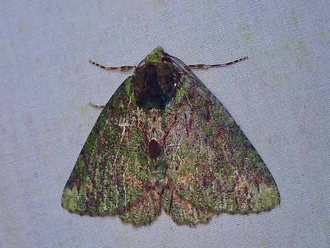 Moth - Dindica alaopis  Dindica alaopis,Malaysia,Moth,Sabah