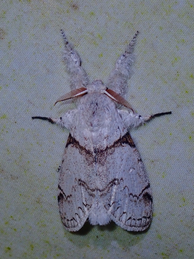 Moth - Calliteara diplozona  Calliteara diplozona,Malaysia,Moth,Sabah