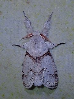 Moth - Calliteara diplozona  Calliteara diplozona,Malaysia,Moth,Sabah