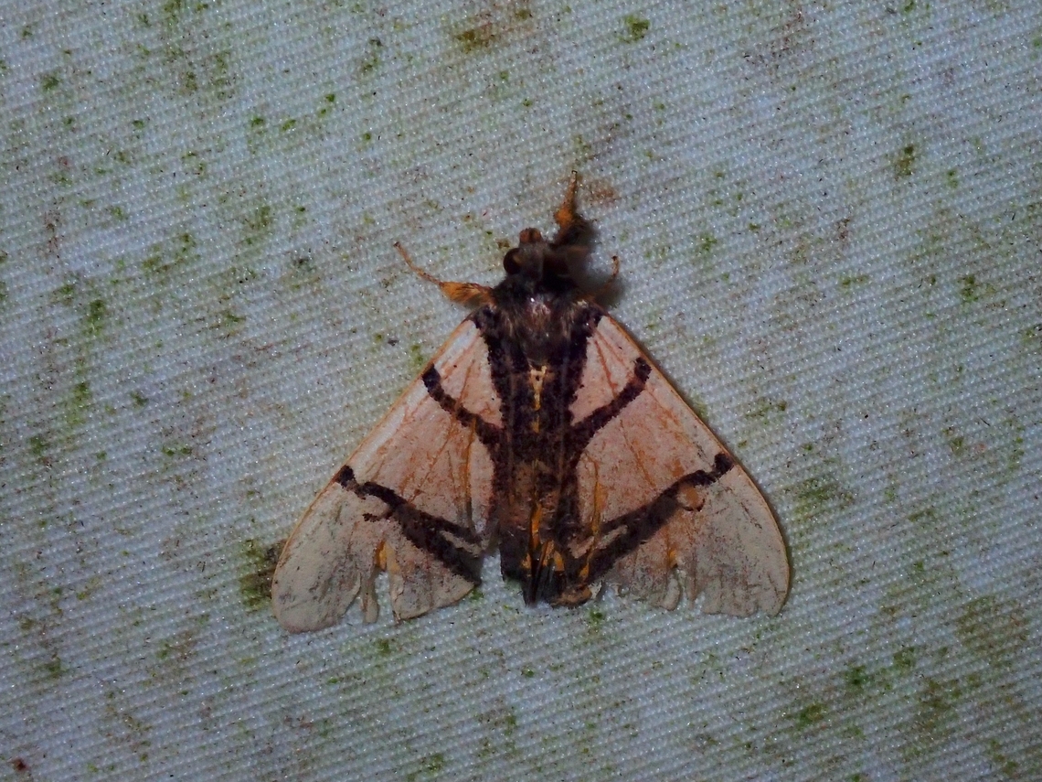 Tussock Moth - Numenes contrahens  Malaysia,Moth,Numenes contrahens,Sabah,Tussock Moth