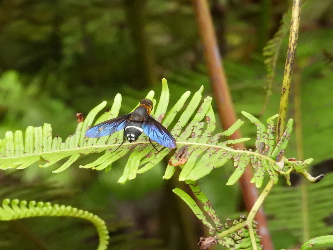 Bee Fly - Ligyra tantalus            Bee Fly,Fly,Ligyra tantalus,Malaysia,Sabah