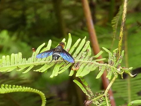 Bee Fly - Ligyra tantalus            Bee Fly,Fly,Ligyra tantalus,Malaysia,Sabah