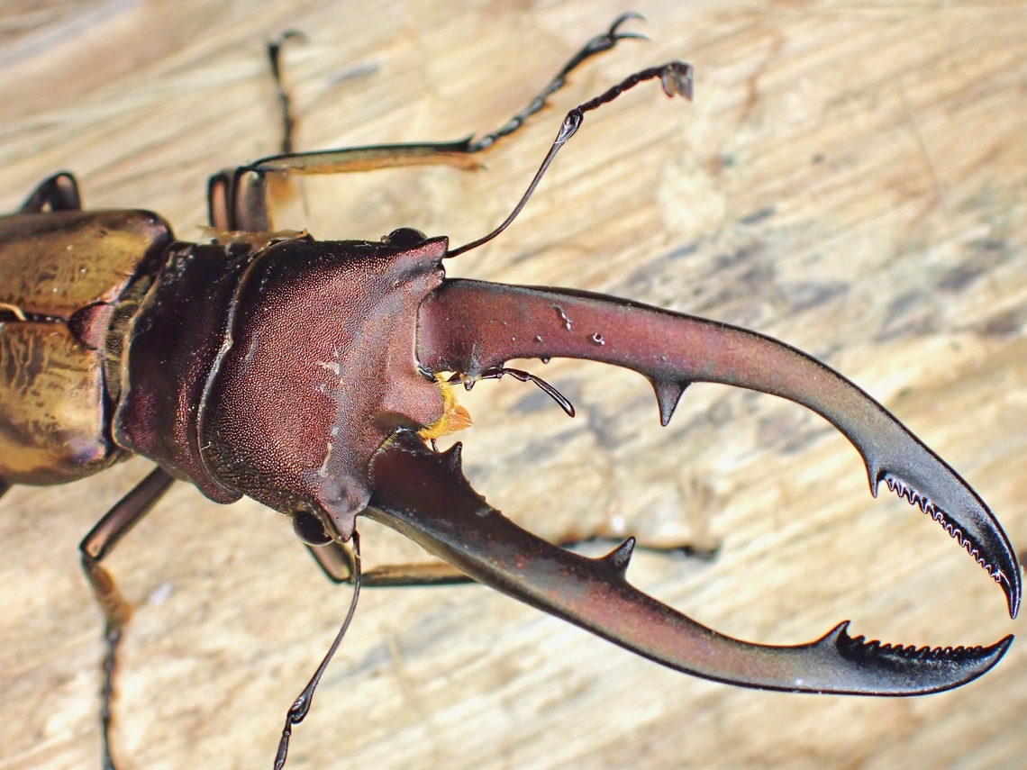 Stag Beetle - Cyclommatus montanellus  Beetle,Cyclommatus montanellus,Malaysia,Sabah,Stag Beetle