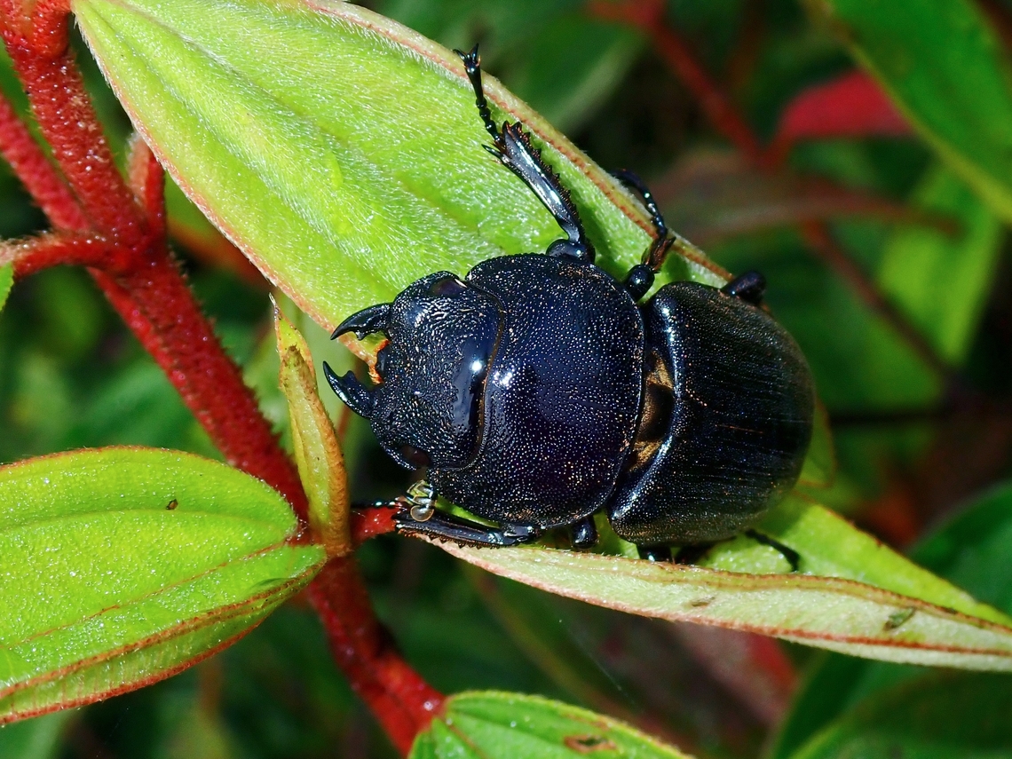 Stag Beetle - Serrognathus thoracicus  Beetle,Malaysia,Sabah,Serrognathus thoracicus,Stag Beetle