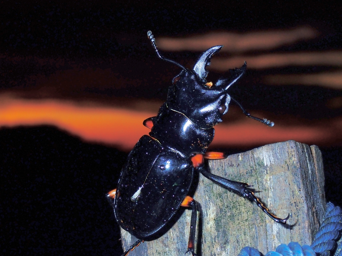Stag Beetle - Odontolabis imperialis imperialis <br />
&gt; 10x Beetle,Malaysia,Odontolabis imperialis imperialis,Sabah,Stag Beetle
