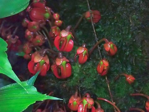 Custard Apple R3 Custard Apple,Flowers,Fruits,Goniothalamus ridleyi,Malaysia,Sabah