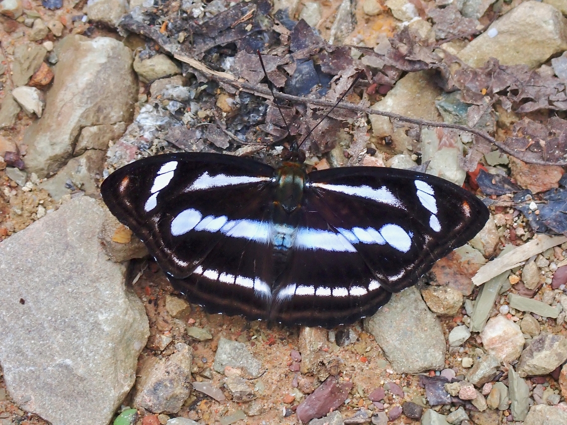 Colour Sergeant - Athyma nefte  Athyma nefte,Butterfly,Colour sergeant,Malaysia,Sabah