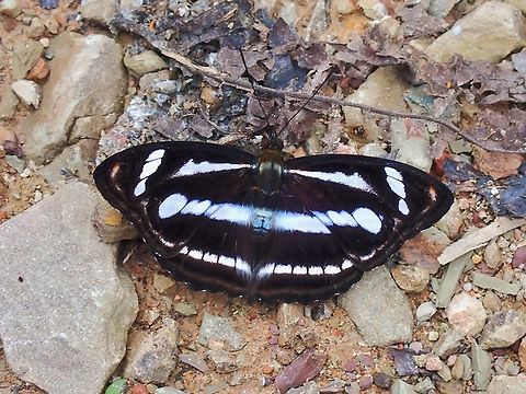 Colour Sergeant - Athyma nefte  Athyma nefte,Butterfly,Colour sergeant,Malaysia,Sabah