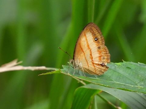 Butterfly - Mycalesis pitana            Bushbrown,Butterfly,Malaysia,Mycalesis pitana,Sabah