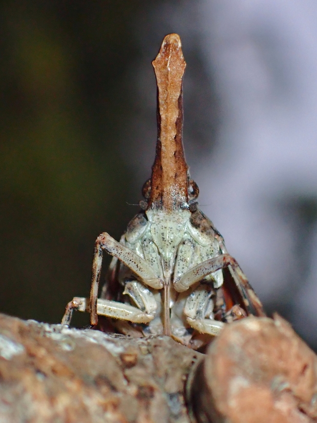Liar! Not the typical colourful Lanternbug and the snout is also oddly shaped.<br />
Overall size is much smaller than typical Lantern Bugs. Datua,Datua bisinuata,Lantern Bug,Malaysia,Sabah