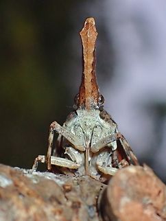 Liar! Not the typical colourful Lanternbug and the snout is also oddly shaped.
Overall size is much smaller than typical Lantern Bugs. Datua,Datua bisinuata,Lantern Bug,Malaysia,Sabah
