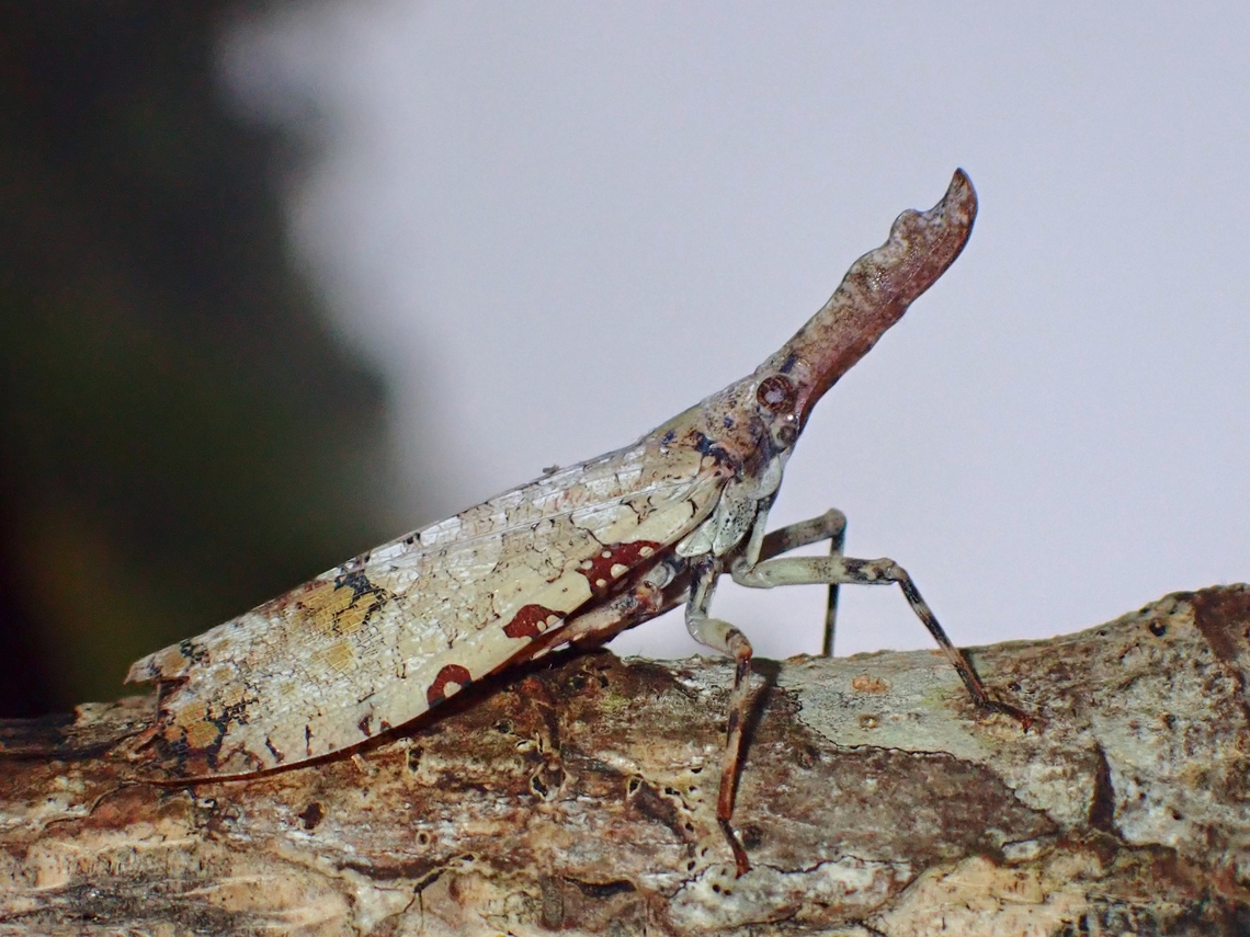 Lantern Bug  Datua,Datua bisinuata,Lantern Bug,Malaysia,Sabah