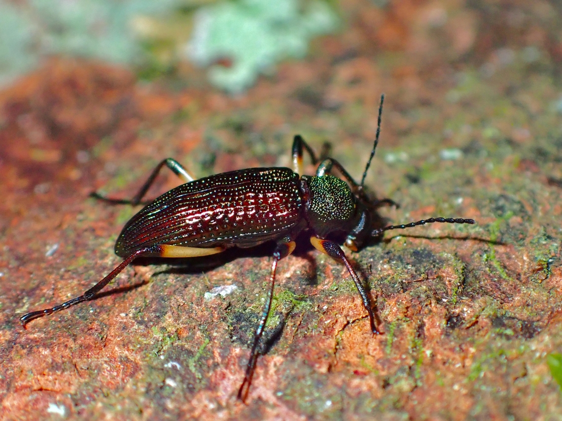 Darkling Beetle - Strongylium erythrocephalum  Beetle,Darkling Beetle,Malaysia,Sabah,Strongylium erythrocephalum