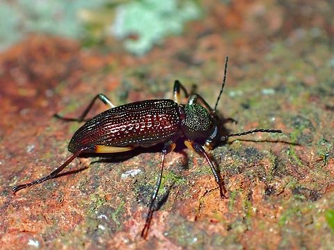 Darkling Beetle - Strongylium erythrocephalum  Beetle,Darkling Beetle,Malaysia,Sabah,Strongylium erythrocephalum
