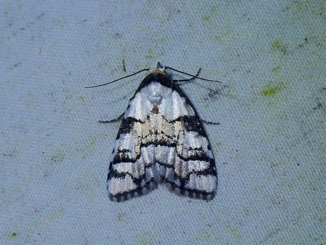Moth - Meganola nitidoides  Malaysia,Meganola nitidoides,Moth,Sabah