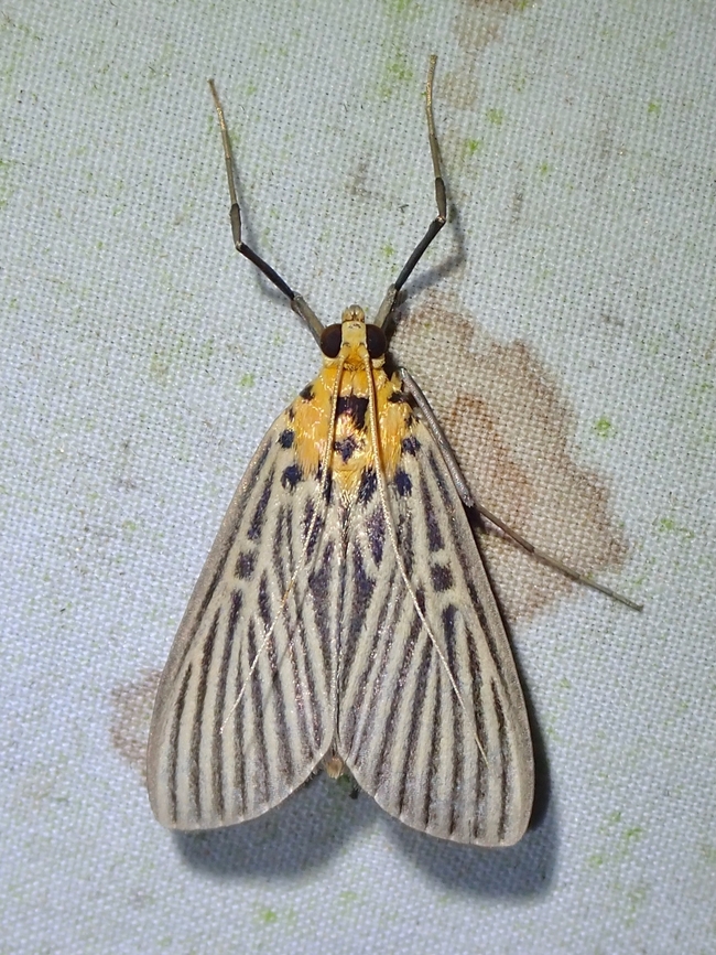 Moth - Tyspanodes exathesalis  Malaysia,Moth,Sabah,Tyspanodes exathesalis