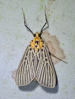 Moth - Tyspanodes exathesalis  Malaysia,Moth,Sabah,Tyspanodes exathesalis