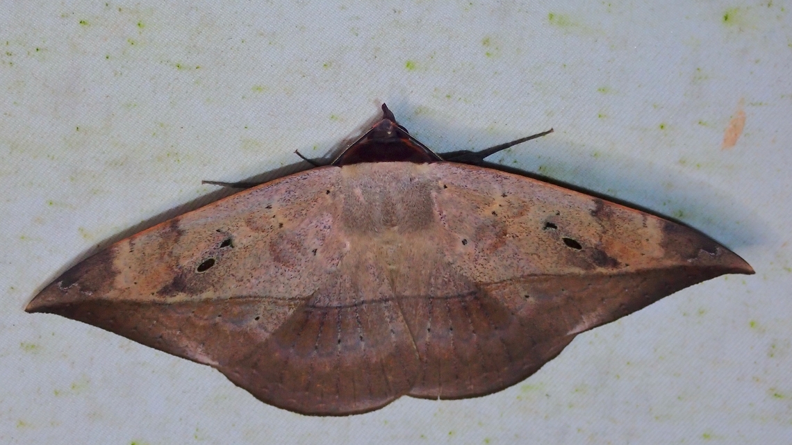 Moth - Hypopyra lactipex  Hypopyra lactipex,Malaysia,Moth,Sabah